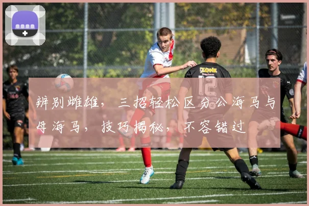 辨别雌雄，三招轻松区分公海马与母海马，技巧揭秘，不容错过